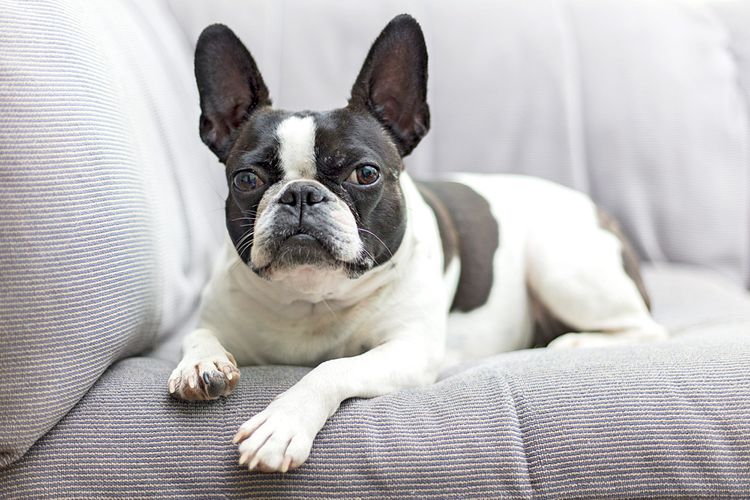An example of a Frenchton