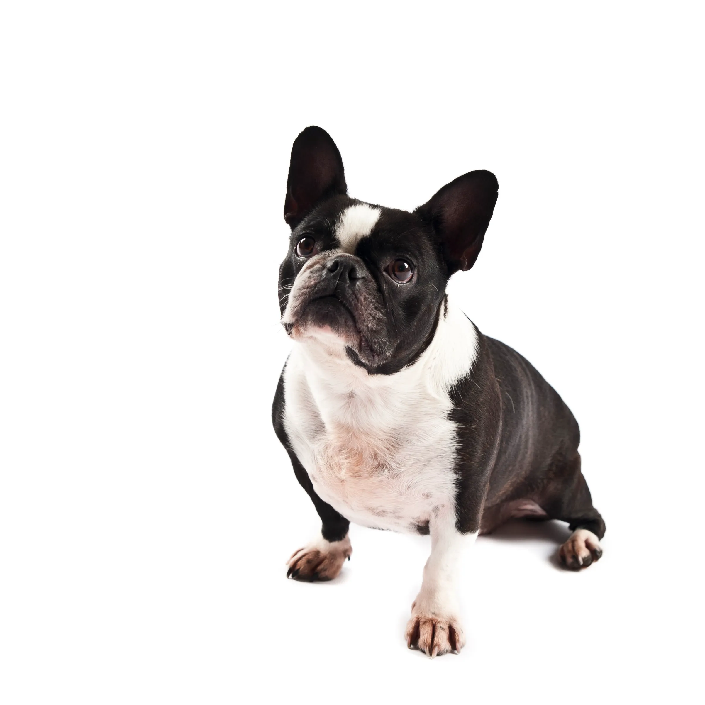 Another example of a Frenchton