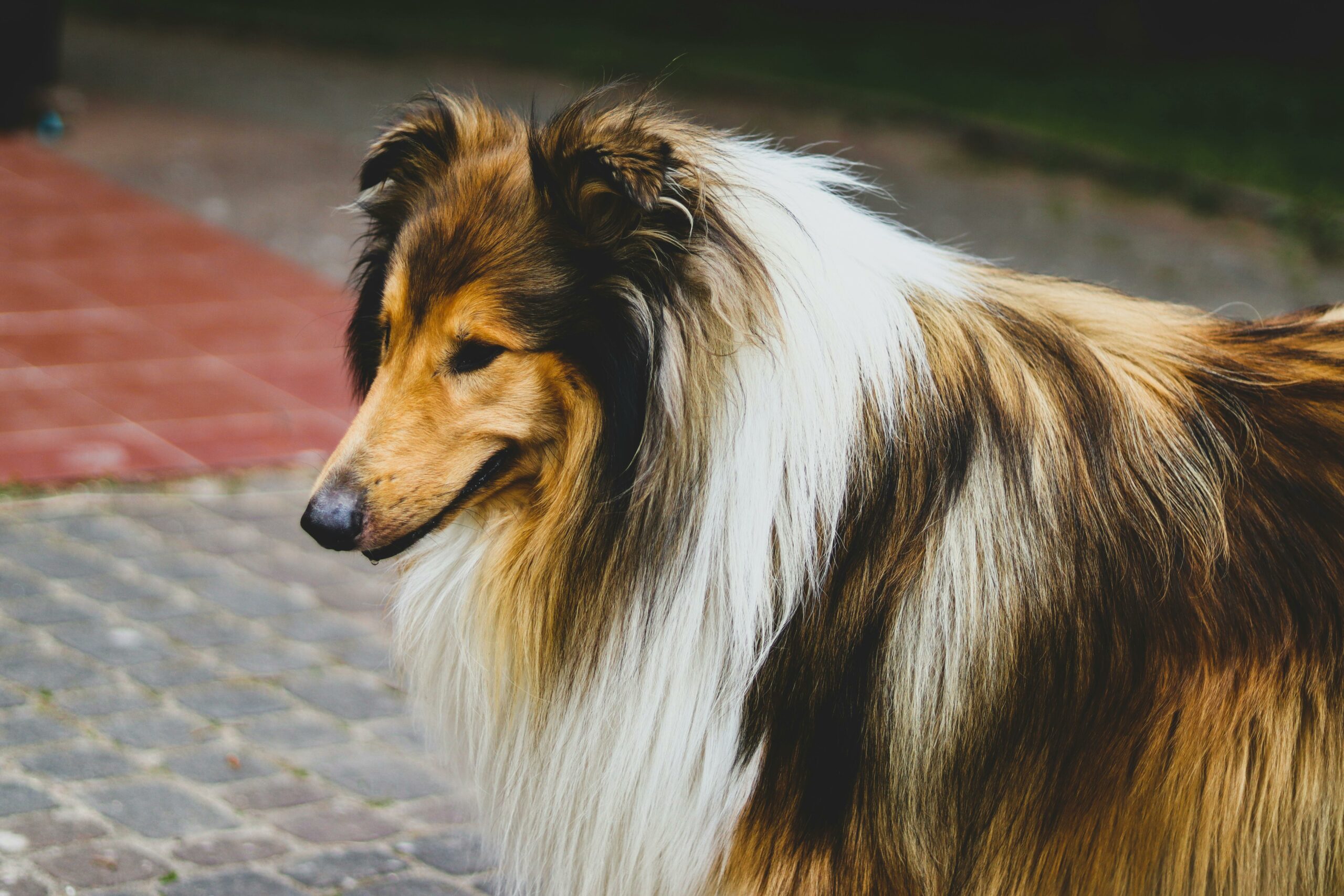 What to Know Before Getting a Big Dog