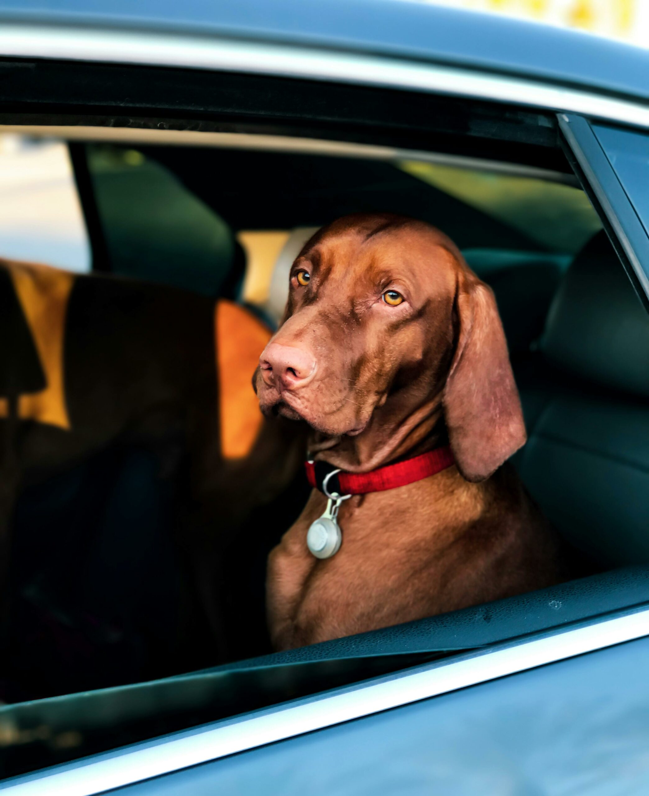 Dog-Friendly Travel: Tips for Road Trips and Vacations