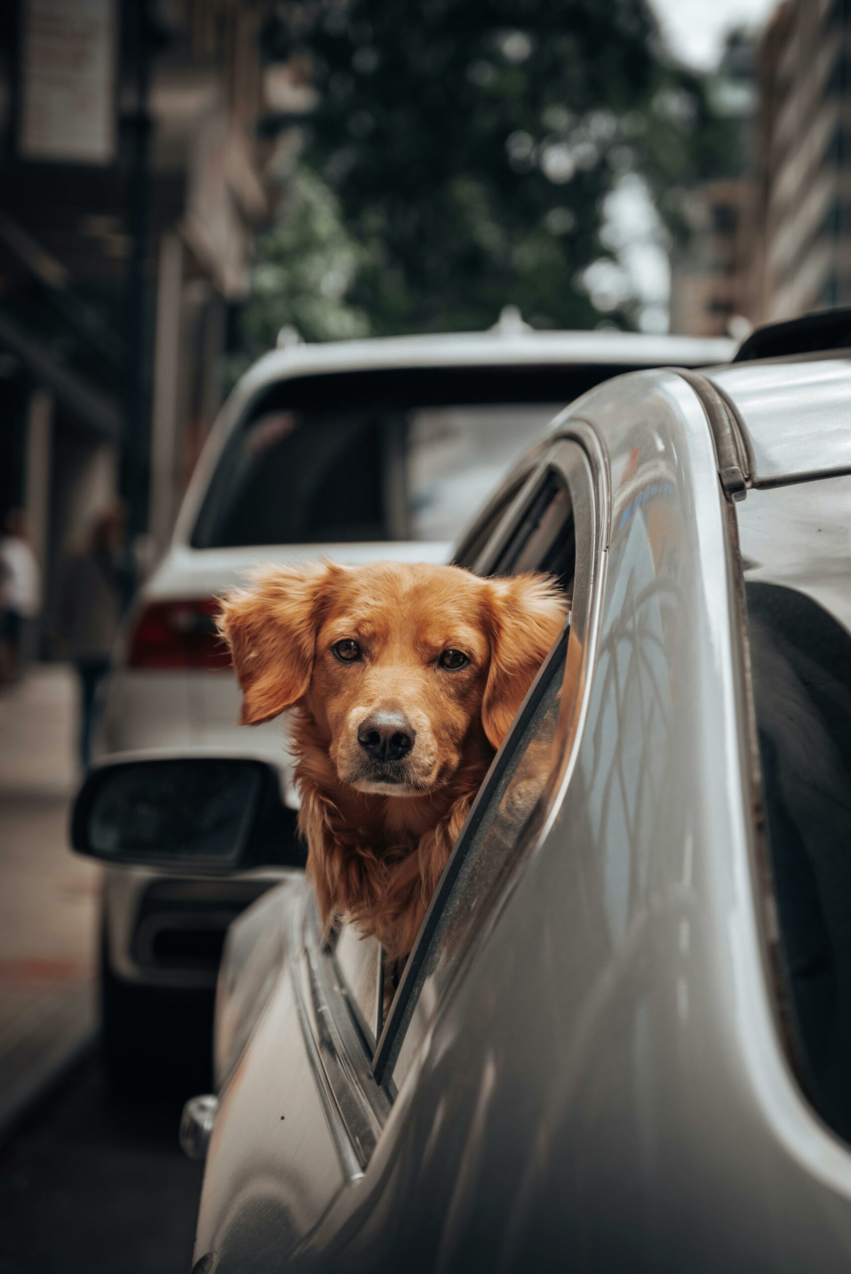 Why Everyone Should Own a Dog (At Least Once in Their Life)
